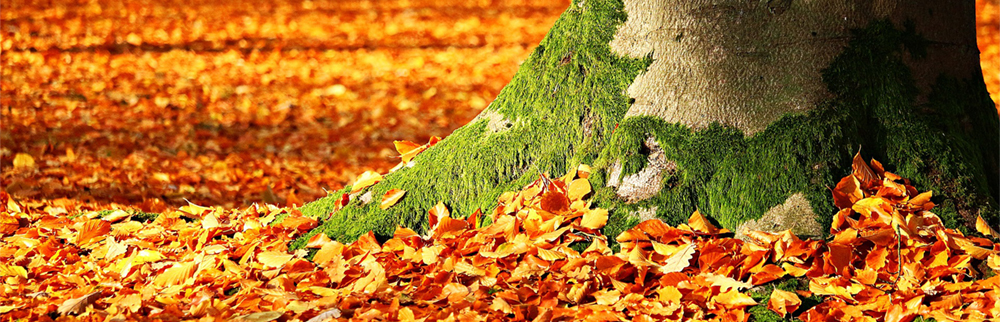 Respirez, c'est bientôt l'automne