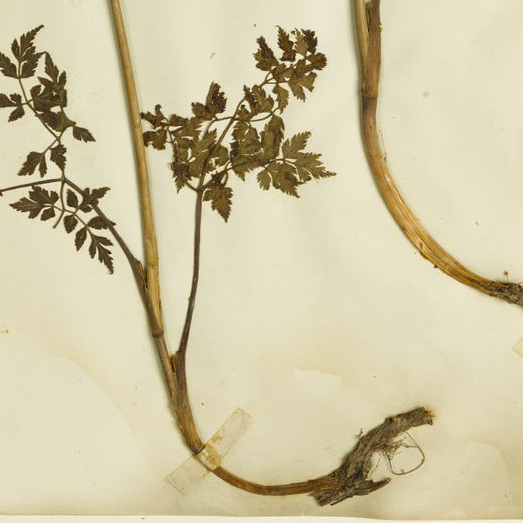 L'angélique, le ginseng féminin