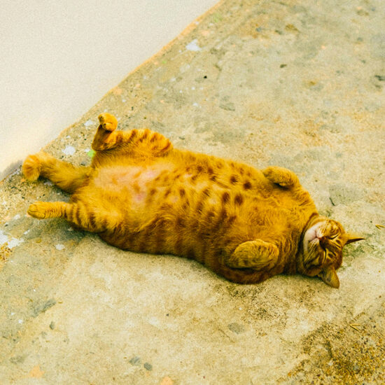 que faire en cas de troubles digestifs ?