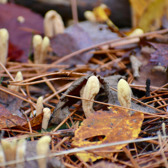 Immunité, fatigue, problèmes respiratoires : avez vous testé Cordyceps ?
