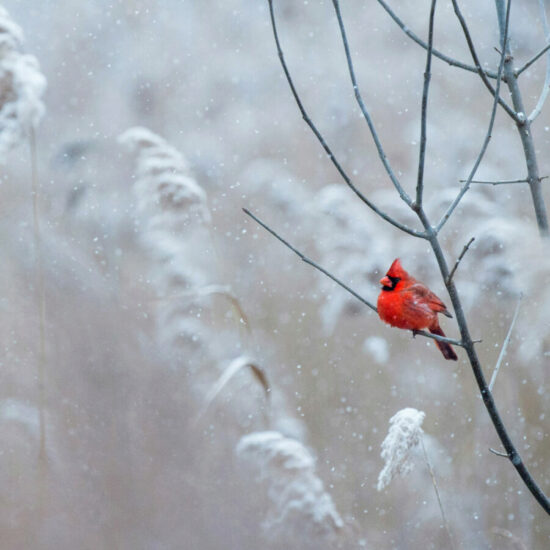 Hiver, la saison du renouveau