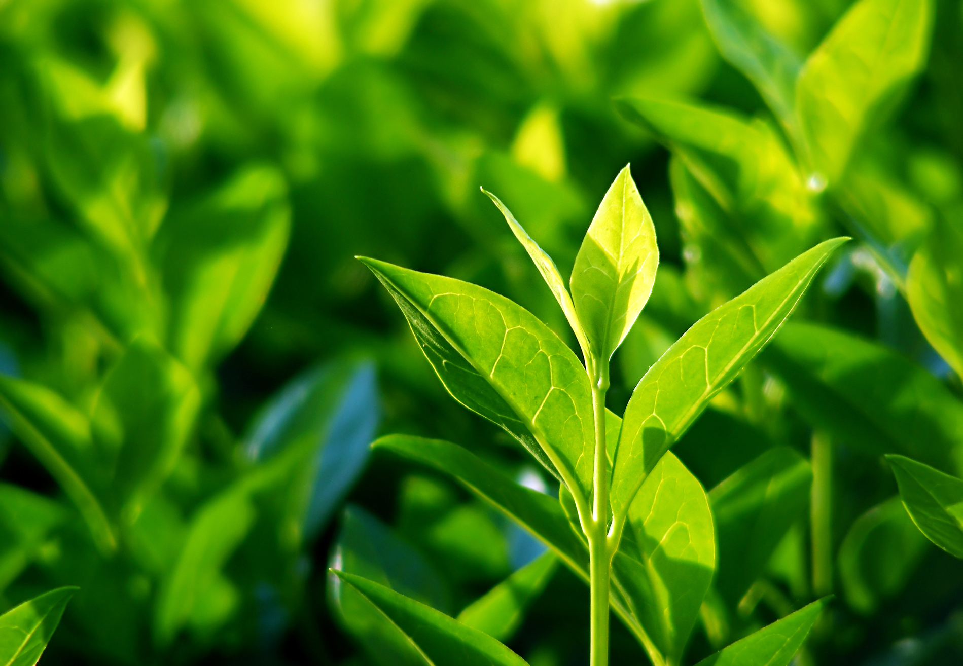 Le thé vert, l'ingrédient cosmétique so zen